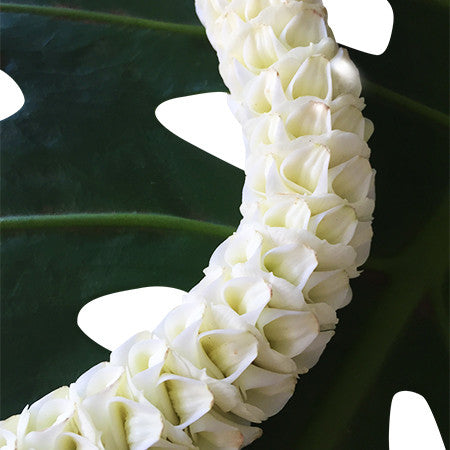 Malia Lei -C2