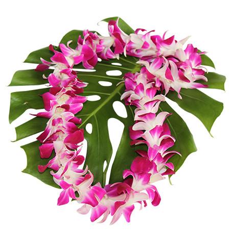 orchid leis bulk, fresh leis, orchid leis, hawaiian leis, fresh leis shipped, hawaiian leis delivered, graduation leis from hawaii shipped, fresh leis delivered