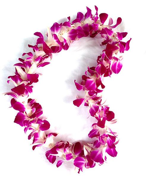 orchid leis bulk, fresh leis, orchid leis, hawaiian leis, fresh leis shipped, hawaiian leis delivered, graduation leis from hawaii shipped, fresh leis delivered