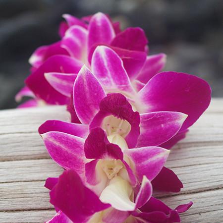 orchid leis bulk, fresh leis, orchid leis, hawaiian leis, fresh leis shipped, hawaiian leis delivered, graduation leis from hawaii shipped, fresh leis delivered