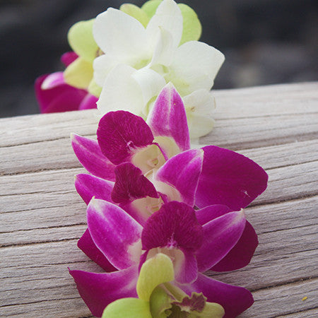 orchid leis bulk, fresh leis, orchid leis, hawaiian leis, fresh leis shipped, hawaiian leis delivered, graduation leis from hawaii shipped, fresh leis delivered