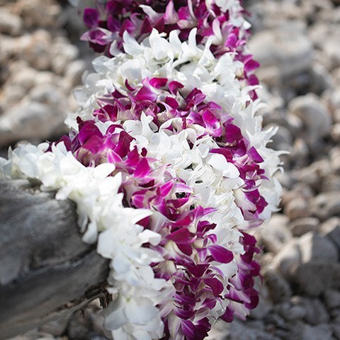 graduation lei, graduation leis, Real flower leis, hawaiian leis in Bulk, real hawaiian leis, leis from hawaii, fresh leis delivered, leis shipped to mainland, leis in bulk, graduation leis, cheap leis, orchid leis