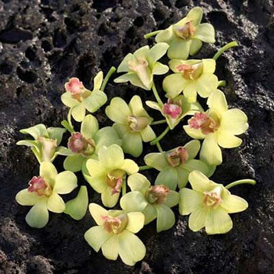 Green Orchid Blooms 