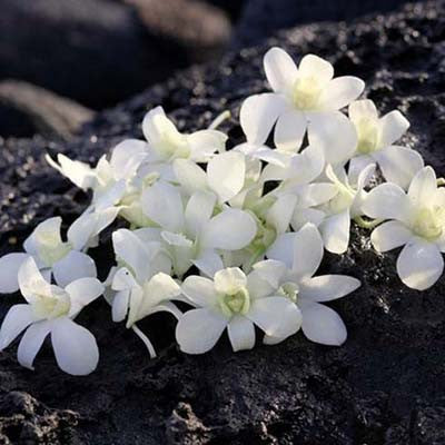 white loose orchid blooms 