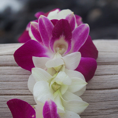 Purple and white orchid Lei fresh lei hawaiian leis orchid lei fresh orchid leis leis from hawaii delivered leis shipped